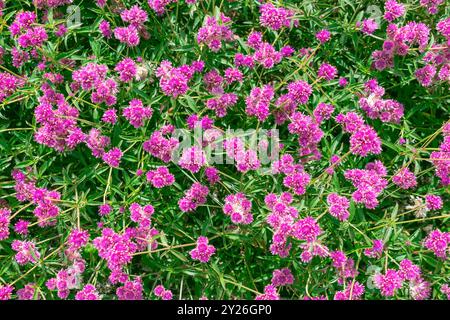 Wunderschöne rosa Blumen von Gomphrena globosa. Globus Amaranth. Essbare Pflanze aus der Familie Amaranthaceae. Stockfoto