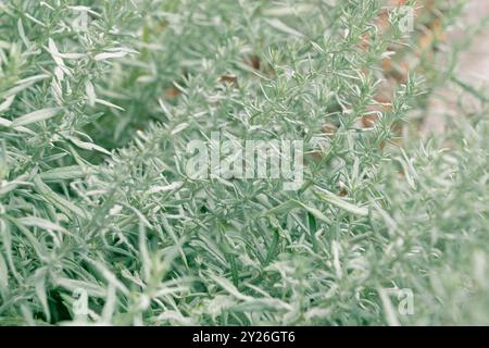 Wunderschöne Zierpflanze. Artemisia ludoviciana. Silberwurm, westlicher Beifuß, Louisiana Wermut, weißer Sagebrush, gelapptes Cud Unkraut, prairie Salbei Stockfoto