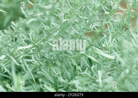 Wunderschöne Zierpflanze. Artemisia ludoviciana. Silberwurm, westlicher Beifuß, Louisiana Wermut, weißer Sagebrush, gelapptes Cud Unkraut, prairie Salbei Stockfoto