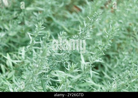 Wunderschöne Zierpflanze. Artemisia ludoviciana. Silberwurm, westlicher Beifuß, Louisiana Wermut, weißer Sagebrush, gelapptes Cud Unkraut, prairie Salbei Stockfoto