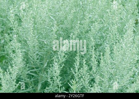 Wunderschöne Zierpflanze. Artemisia ludoviciana. Silberwurm, westlicher Beifuß, Louisiana Wermut, weißer Sagebrush, gelapptes Cud Unkraut, prairie Salbei Stockfoto