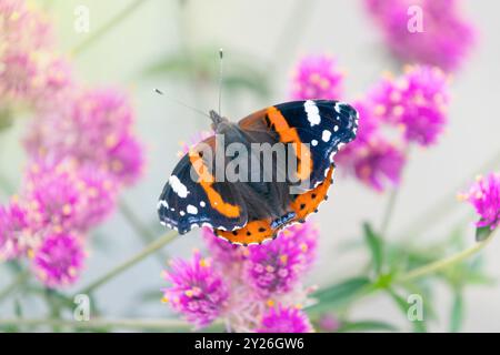 Schmetterling Vanessa atalanta, der rote Admiral sitzt auf rosa Blumen Gomphrena globosa, Globus Amaranth. Schöner natürlicher Hintergrund. Stockfoto