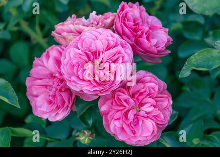Wunderschöne rosa Blumen im Garten. Damastrose. Iranische Rose, bulgarische Rose, Taif Rose, Ispahan Rose, Kastilische Rose. Stockfoto