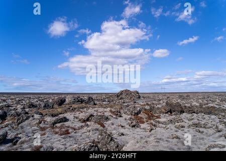 Leuchtende Flechten wachsen auf den schwarzen vulkanischen Felsen und bieten eine primitive Umgebung. Halbinsel Reykjavik, Island. Stockfoto