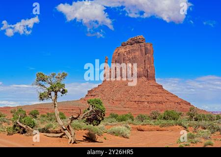 Ostmitten hinter verdrehtem wacholderbaum unter hellblauem Himmel Stockfoto