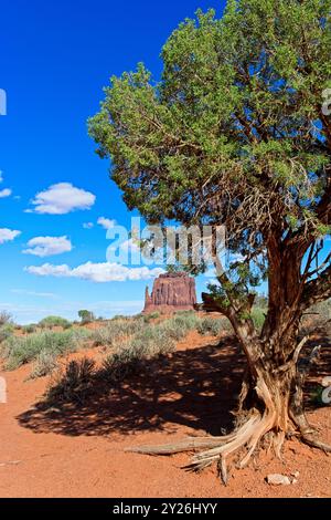 East Mitten butte eingerahmt von alten verdrehten wacholderbäumen, Schatten Stockfoto