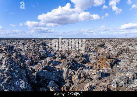 Leuchtende Flechten wachsen auf den schwarzen vulkanischen Felsen und bieten eine primitive Umgebung. Halbinsel Reykjavik, Island. Stockfoto