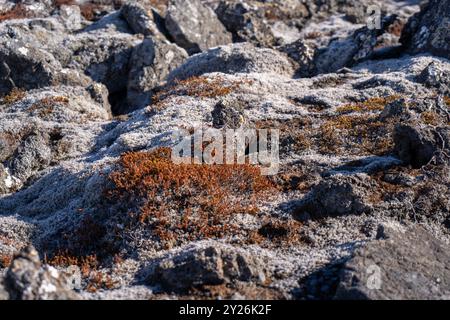 Leuchtende Flechten wachsen auf den schwarzen vulkanischen Felsen und bieten eine primitive Umgebung. Halbinsel Reykjavik, Island. Stockfoto