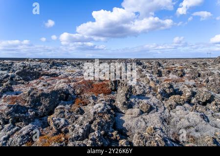 Leuchtende Flechten wachsen auf den schwarzen vulkanischen Felsen und bieten eine primitive Umgebung. Halbinsel Reykjavik, Island. Stockfoto