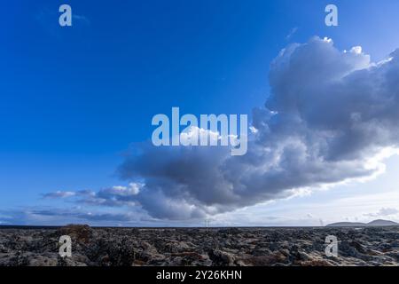 Leuchtende Flechten wachsen auf den schwarzen vulkanischen Felsen und bieten eine primitive Umgebung. Halbinsel Reykjavik, Island. Stockfoto