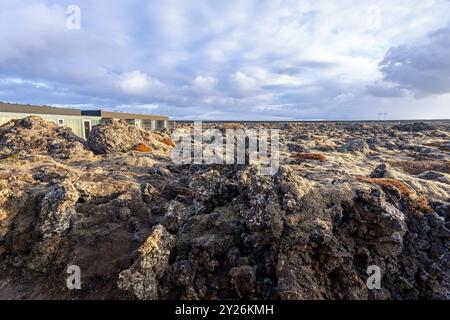 Leuchtende Flechten wachsen auf den schwarzen vulkanischen Felsen und bieten eine primitive Umgebung. Halbinsel Reykjavik, Island. Stockfoto