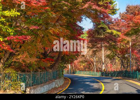 Seoul Südkorea, rotes Ahornblatt im Samcheong Park in der Herbstsaison Stockfoto