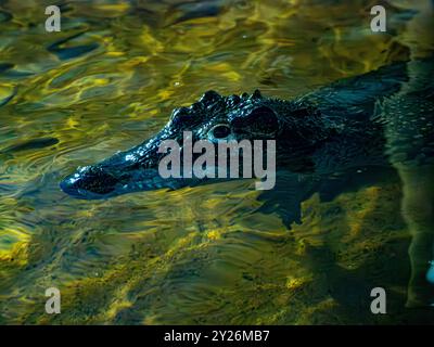 Kubanisches Krokodil schwimmt langsam in einem Pool, mit seinem Kopf direkt über der Wasserlinie Stockfoto