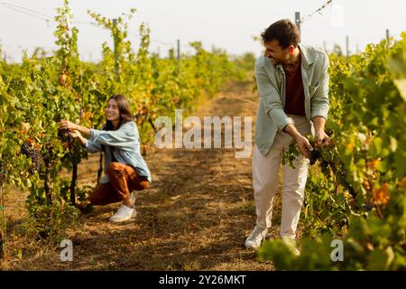 In einem pulsierenden Weinberg sammeln zwei Freunde freudig Trauben, umgeben von üppigen grünen Reben unter der hellen Herbstsonne, um die Ernte se zu genießen Stockfoto