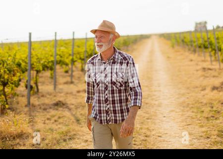 Ein älterer Mann spaziert gemütlich auf einem staubigen Pfad, der von üppigen Weinbergen flankiert wird und sich im warmen Licht der späten Nachmittagssonne inmitten von Weinreben ersonnt Stockfoto