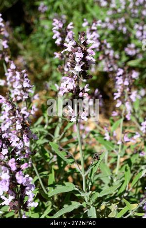 Der griechische Salbei (Salvia fruticosa) ist ein Heilkraut, das im östlichen Mittelmeerraum beheimatet ist. Stockfoto