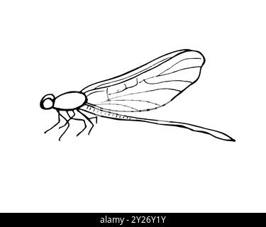 Sitzendes Libelleninsekt mit gefaltetem Flügelvektor isolierte Illustration auf weißem Hintergrund. Ätzzeichnung von Damselfly in Monochrom. Stock Vektor