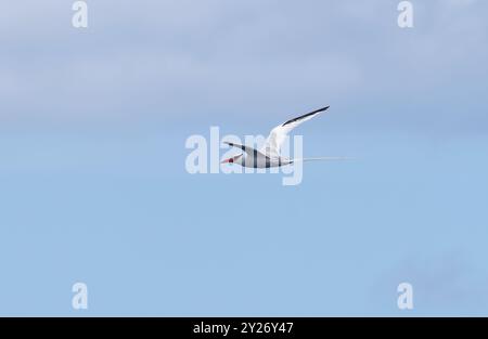 Rotschnabel-Tropikvogel, Rotschnabel-Tropikvogel, Phaéton à bec rouge, Phaethon aethereus, vöröscsőrű trópusimadár, Santa Cruz, Galápagos, Ecuador Stockfoto