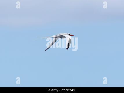 Rotschnabel-Tropikvogel, Rotschnabel-Tropikvogel, Phaéton à bec rouge, Phaethon aethereus, vöröscsőrű trópusimadár, Santa Cruz, Galápagos, Ecuador Stockfoto