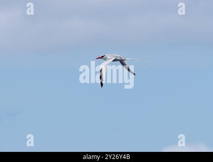 Rotschnabel-Tropikvogel, Rotschnabel-Tropikvogel, Phaéton à bec rouge, Phaethon aethereus, vöröscsőrű trópusimadár, Santa Cruz, Galápagos, Ecuador Stockfoto