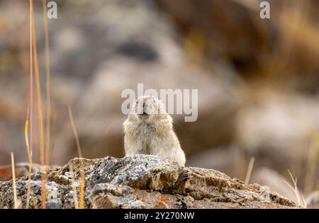 Pika mit Kragen im Herbst im Denali-Nationalpark Alaska Stockfoto