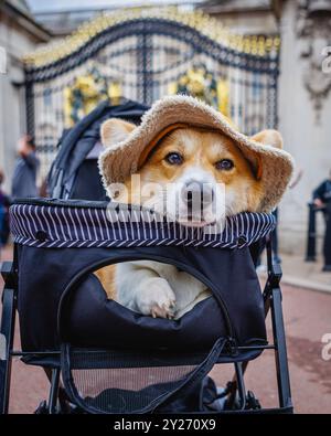 Ein Corgi vor dem Buckingham Palace in einem Kinderwagen bei der Parade am Corgi Day in London. Stockfoto