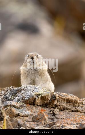 Pika mit Kragen im Herbst im Denali-Nationalpark Alaska Stockfoto