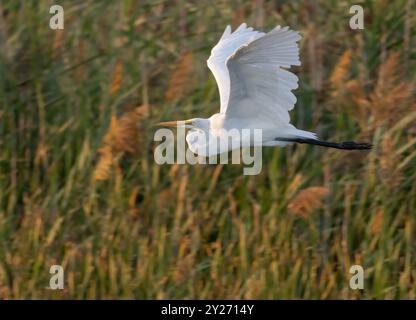 Großer Egret im Flug über Wasser Stockfoto