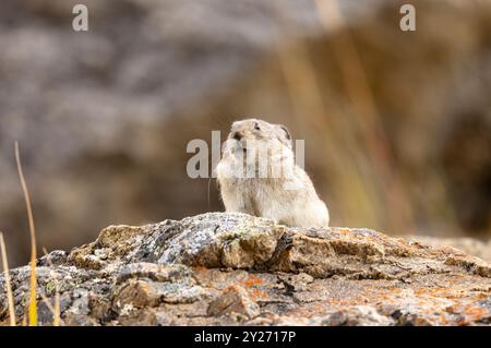 Pika mit Kragen im Herbst im Denali-Nationalpark Alaska Stockfoto