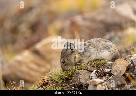 Pika mit Kragen im Herbst im Denali-Nationalpark Alaska Stockfoto