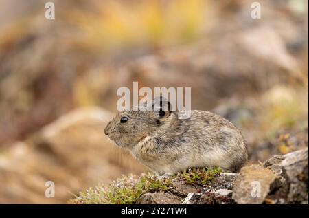 Pika mit Kragen im Herbst im Denali-Nationalpark Alaska Stockfoto