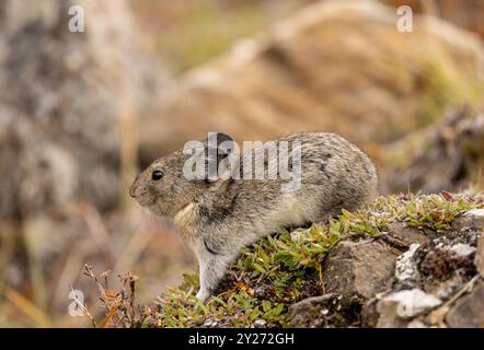 Pika mit Kragen im Herbst im Denali-Nationalpark Alaska Stockfoto