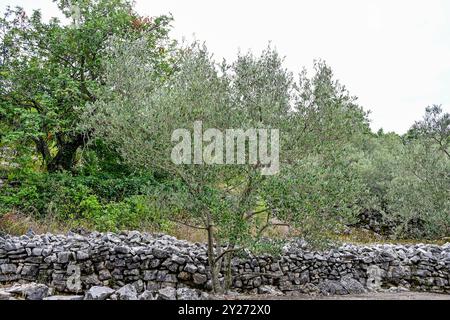 Kroatien, Oliven 09.09.2024, Kroatien, HRV, Oliven, Olivenbaum, Frucht, Fruechte, Oelbaum der Olivenbaum auch echter Oelbaum genannt, ist ein mittelgroßer, im Alter oft knorriger Baum aus der Gattung der Oelbauume Olea, die zur Familie der Oelbaumgewaechse gehoert. Quelle: Wikipedia Gespanschaft Dubrovnik-Neretva *** Kroatien, Oliven 09 09 2024, Kroatien, HRV, Oliven, Olivenbaum, Früchte, Früchte, Olivenbaum der Olivenbaum, auch bekannt als echter Olivenbaum, ist ein mittelgroßer, oft knorriger Baum der Gattung Olea, der zur Familie der Olivenbäume gehört Quelle Wikipedia Dubrovnik Neretva County Oliv Stockfoto