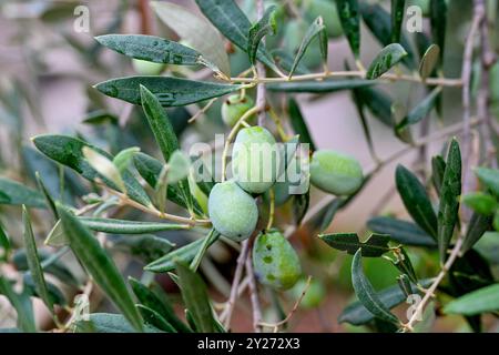 Kroatien, Oliven 09.09.2024, Kroatien, HRV, Oliven, Olivenbaum, Frucht, Fruechte, Oelbaum der Olivenbaum auch echter Oelbaum genannt, ist ein mittelgroßer, im Alter oft knorriger Baum aus der Gattung der Oelbauume Olea, die zur Familie der Oelbaumgewaechse gehoert. Quelle: Wikipedia Gespanschaft Dubrovnik-Neretva *** Kroatien, Oliven 09 09 2024, Kroatien, HRV, Oliven, Olivenbaum, Früchte, Früchte, Olivenbaum der Olivenbaum, auch bekannt als echter Olivenbaum, ist ein mittelgroßer, oft knorriger Baum der Gattung Olea, der zur Familie der Olivenbäume gehört Quelle Wikipedia Dubrovnik Neretva County Oliv Stockfoto