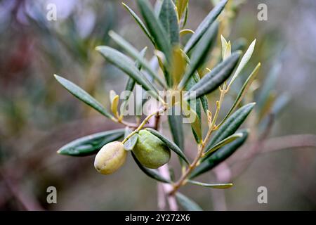 Kroatien, Oliven 09.09.2024, Kroatien, HRV, Oliven, Olivenbaum, Frucht, Fruechte, Oelbaum der Olivenbaum auch echter Oelbaum genannt, ist ein mittelgroßer, im Alter oft knorriger Baum aus der Gattung der Oelbauume Olea, die zur Familie der Oelbaumgewaechse gehoert. Quelle: Wikipedia Gespanschaft Dubrovnik-Neretva *** Kroatien, Oliven 09 09 2024, Kroatien, HRV, Oliven, Olivenbaum, Früchte, Früchte, Olivenbaum der Olivenbaum, auch bekannt als echter Olivenbaum, ist ein mittelgroßer, oft knorriger Baum der Gattung Olea, der zur Familie der Olivenbäume gehört Quelle Wikipedia Dubrovnik Neretva County Oliv Stockfoto