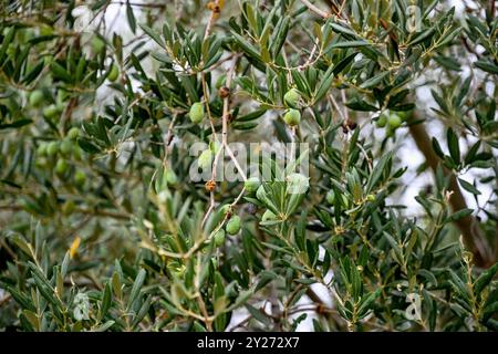 Kroatien, Oliven 09.09.2024, Kroatien, HRV, Oliven, Olivenbaum, Frucht, Fruechte, Oelbaum der Olivenbaum auch echter Oelbaum genannt, ist ein mittelgroßer, im Alter oft knorriger Baum aus der Gattung der Oelbauume Olea, die zur Familie der Oelbaumgewaechse gehoert. Quelle: Wikipedia Gespanschaft Dubrovnik-Neretva *** Kroatien, Oliven 09 09 2024, Kroatien, HRV, Oliven, Olivenbaum, Früchte, Früchte, Olivenbaum der Olivenbaum, auch bekannt als echter Olivenbaum, ist ein mittelgroßer, oft knorriger Baum der Gattung Olea, der zur Familie der Olivenbäume gehört Quelle Wikipedia Dubrovnik Neretva County Oliv Stockfoto