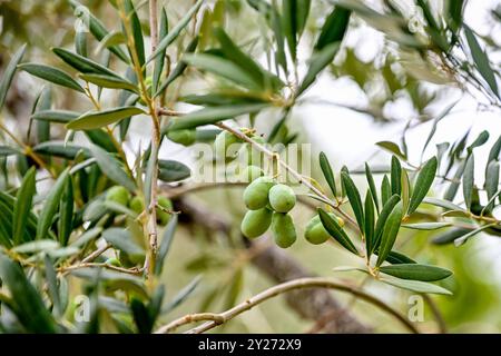 Kroatien, Oliven 09.09.2024, Kroatien, HRV, Oliven, Olivenbaum, Frucht, Fruechte, Oelbaum der Olivenbaum auch echter Oelbaum genannt, ist ein mittelgroßer, im Alter oft knorriger Baum aus der Gattung der Oelbauume Olea, die zur Familie der Oelbaumgewaechse gehoert. Quelle: Wikipedia Gespanschaft Dubrovnik-Neretva *** Kroatien, Oliven 09 09 2024, Kroatien, HRV, Oliven, Olivenbaum, Früchte, Früchte, Olivenbaum der Olivenbaum, auch bekannt als echter Olivenbaum, ist ein mittelgroßer, oft knorriger Baum der Gattung Olea, der zur Familie der Olivenbäume gehört Quelle Wikipedia Dubrovnik Neretva County Oliv Stockfoto