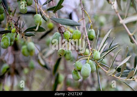 Kroatien, Oliven 09.09.2024, Kroatien, HRV, Oliven, Olivenbaum, Frucht, Fruechte, Oelbaum der Olivenbaum auch echter Oelbaum genannt, ist ein mittelgroßer, im Alter oft knorriger Baum aus der Gattung der Oelbauume Olea, die zur Familie der Oelbaumgewaechse gehoert. Quelle: Wikipedia Gespanschaft Dubrovnik-Neretva *** Kroatien, Oliven 09 09 2024, Kroatien, HRV, Oliven, Olivenbaum, Früchte, Früchte, Olivenbaum der Olivenbaum, auch bekannt als echter Olivenbaum, ist ein mittelgroßer, oft knorriger Baum der Gattung Olea, der zur Familie der Olivenbäume gehört Quelle Wikipedia Dubrovnik Neretva County Oliv Stockfoto