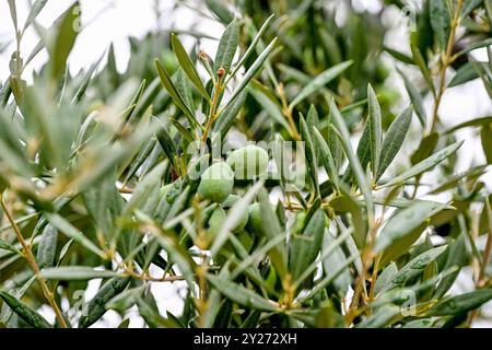 Kroatien, Oliven 09.09.2024, Kroatien, HRV, Oliven, Olivenbaum, Frucht, Fruechte, Oelbaum der Olivenbaum auch echter Oelbaum genannt, ist ein mittelgroßer, im Alter oft knorriger Baum aus der Gattung der Oelbauume Olea, die zur Familie der Oelbaumgewaechse gehoert. Quelle: Wikipedia Gespanschaft Dubrovnik-Neretva *** Kroatien, Oliven 09 09 2024, Kroatien, HRV, Oliven, Olivenbaum, Früchte, Früchte, Olivenbaum der Olivenbaum, auch bekannt als echter Olivenbaum, ist ein mittelgroßer, oft knorriger Baum der Gattung Olea, der zur Familie der Olivenbäume gehört Quelle Wikipedia Dubrovnik Neretva County Oliv Stockfoto