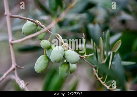 Kroatien, Oliven 09.09.2024, Kroatien, HRV, Oliven, Olivenbaum, Frucht, Fruechte, Oelbaum der Olivenbaum auch echter Oelbaum genannt, ist ein mittelgroßer, im Alter oft knorriger Baum aus der Gattung der Oelbauume Olea, die zur Familie der Oelbaumgewaechse gehoert. Quelle: Wikipedia Gespanschaft Dubrovnik-Neretva *** Kroatien, Oliven 09 09 2024, Kroatien, HRV, Oliven, Olivenbaum, Früchte, Früchte, Olivenbaum der Olivenbaum, auch bekannt als echter Olivenbaum, ist ein mittelgroßer, oft knorriger Baum der Gattung Olea, der zur Familie der Olivenbäume gehört Quelle Wikipedia Dubrovnik Neretva County Oliv Stockfoto