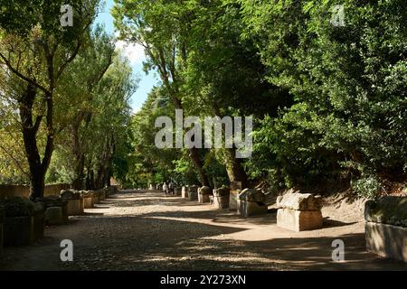 Les Alyscamps römische Nekropole in Arles, Provence, Südfrankreich Stockfoto