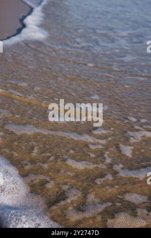 Nahaufnahme des Meeresschofs von der Meeresflut am Strand über Sand während Sonnenuntergang Stockfoto