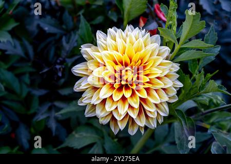 Gelbe und rote Dahlia Bodacious Blume in einem Garten Stockfoto