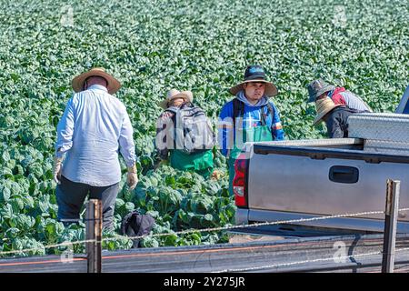 San Jose, Kalifornien, USA – 21. August 2024: Landarbeiter pflegen auf einem großen Industriegebiet in der Nähe von San Jose, Kalifornien, Reihen von Salat Stockfoto