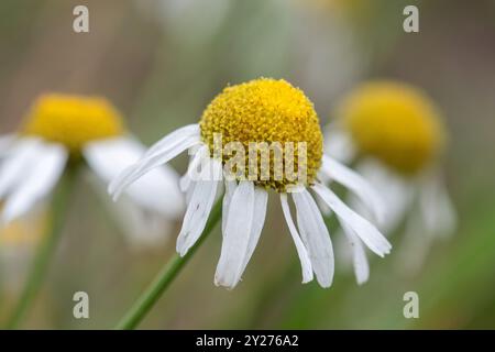 Duftloser Mayweed (Tripleurospermum inodorum) wächst am Rande eines Ackerfeldes, September, England, Großbritannien Stockfoto