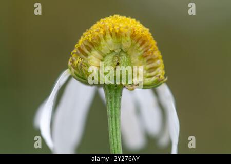 Duftloser Mayweed (Tripleurospermum inodorum) - Detail des durchgeschnittenen Behälters, der fest und nicht hohl ist Stockfoto