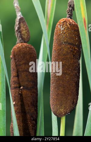 Raubkatzen, auch bekannt als Bulrushs oder Reedmaces. Braun und Grün, die schmalblättrigen Welpen in ihrer natürlichen Feuchtlandschaft Stockfoto