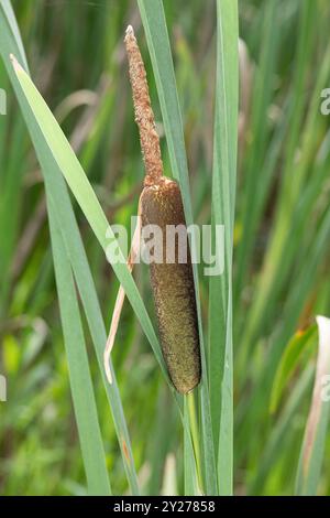 Raubkatzen, auch bekannt als Bulrushs oder Reedmaces. Braun und Grün, die schmalblättrigen Welpen in ihrer natürlichen Feuchtlandschaft Stockfoto