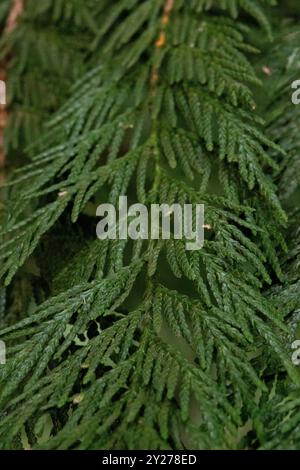 Vollbild-Nahaufnahme von Thuja pilcata, besser bekannt als Western Red Cedar oder pacific Red Cedar. Dieser immergrüne ist in Nordamerika beheimatet. Backgr Stockfoto