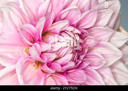 Vollbild-Nahaufnahme kunstvolle, skurrile, weiche, rosa Dahlienblume mit selektivem Fokus. Stockfoto